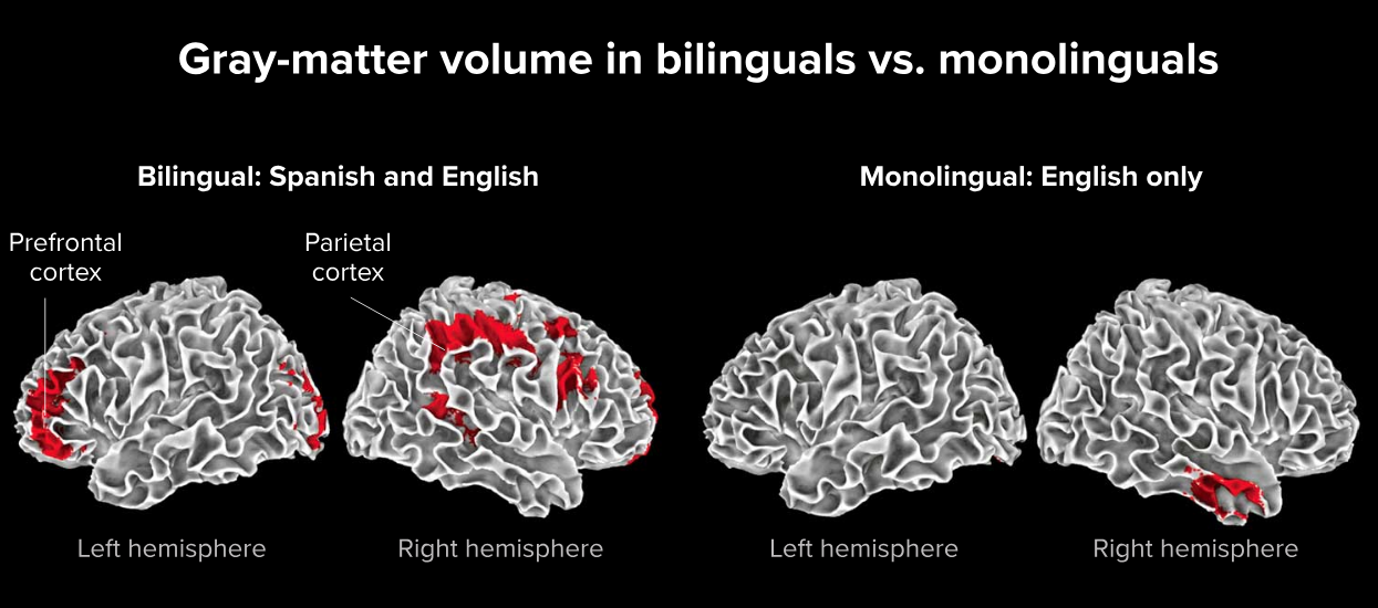 Native Language Vs Second Language